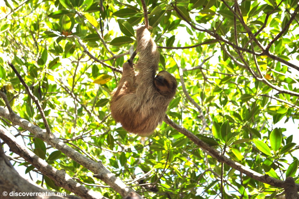 A sloth in the canopy at The Hangout