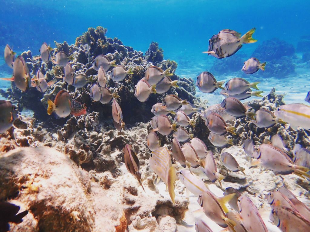 Monkey Snorkeling #2 & Beach Break